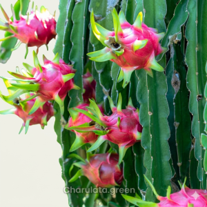 Dragon Fruit – ড্রাগন ফল O’Natural ২০০ কেজি ( ১০ ক্যারেট)